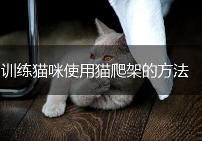 训练猫咪使用猫爬架的方法
