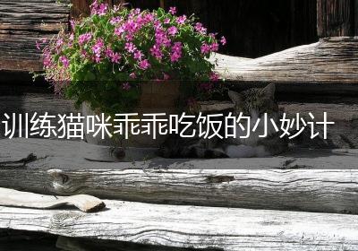 训练猫咪乖乖吃饭的小妙计
