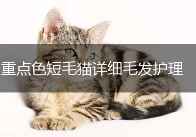 重点色短毛猫详细毛发护理