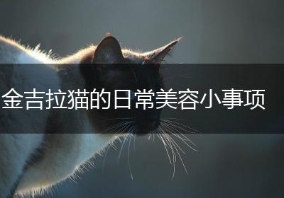 金吉拉猫的日常美容小事项