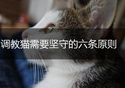调教猫需要坚守的六条原则
