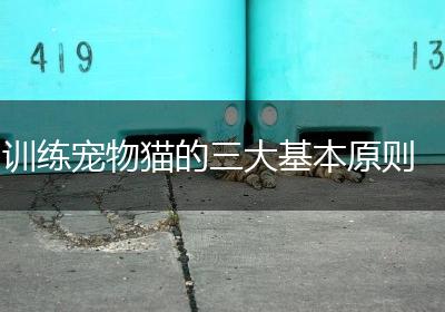 训练宠物猫的三大基本原则