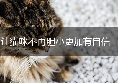 让猫咪不再胆小更加有自信