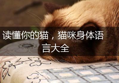 读懂你的猫，猫咪身体语言大全