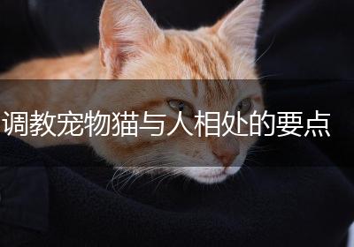 调教宠物猫与人相处的要点