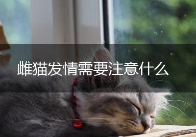 雌猫发情需要注意什么