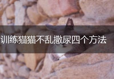 训练猫猫不乱撒尿四个方法