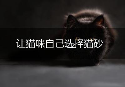让猫咪自己选择猫砂