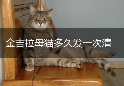 金吉拉母猫多久发一次清
