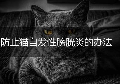 防止猫自发性膀胱炎的办法