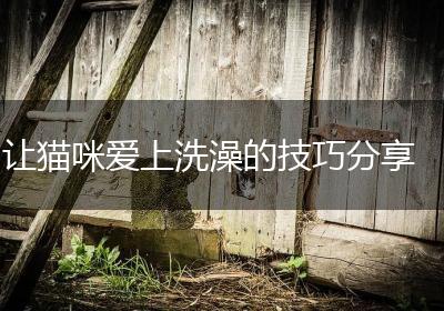 让猫咪爱上洗澡的技巧分享