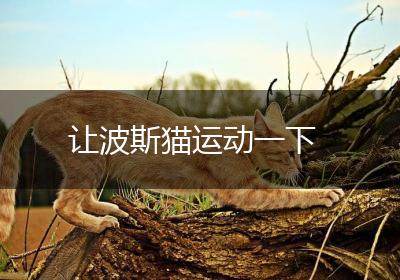 让波斯猫运动一下