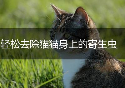 轻松去除猫猫身上的寄生虫