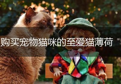 购买宠物猫咪的至爱猫薄荷