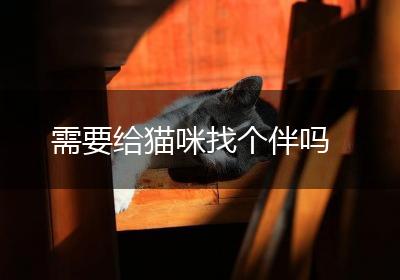 需要给猫咪找个伴吗