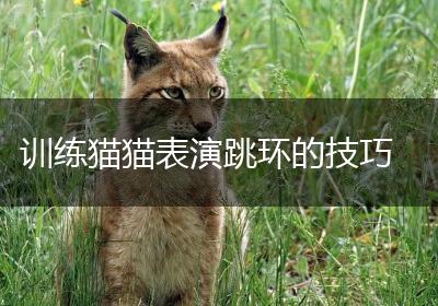 训练猫猫表演跳环的技巧