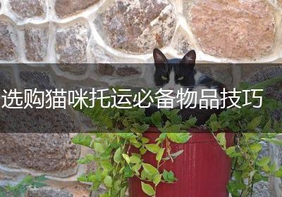 选购猫咪托运必备物品技巧