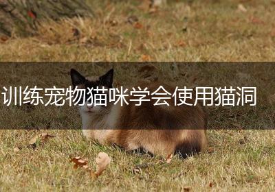 训练宠物猫咪学会使用猫洞
