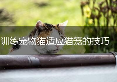 训练宠物猫适应猫笼的技巧