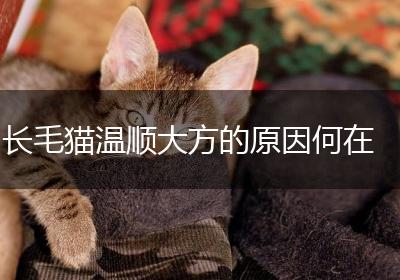 长毛猫温顺大方的原因何在