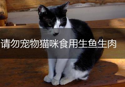 请勿宠物猫咪食用生鱼生肉