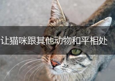 让猫咪跟其他动物和平相处