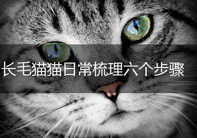 长毛猫猫日常梳理六个步骤