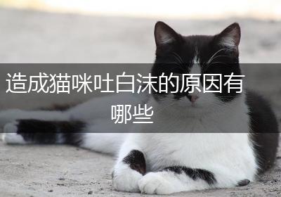 造成猫咪吐白沫的原因有哪些