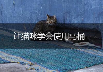 让猫咪学会使用马桶