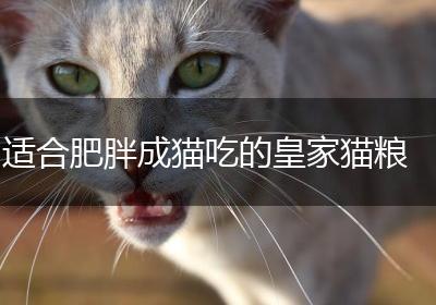 适合肥胖成猫吃的皇家猫粮
