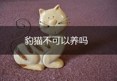 豹猫不可以养吗