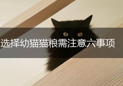 选择幼猫猫粮需注意六事项