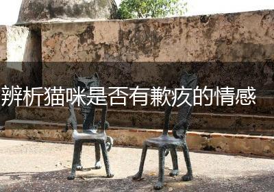 辨析猫咪是否有歉疚的情感