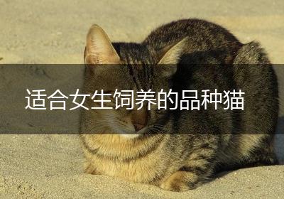 适合女生饲养的品种猫