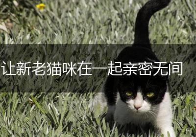 让新老猫咪在一起亲密无间