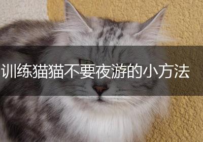 训练猫猫不要夜游的小方法
