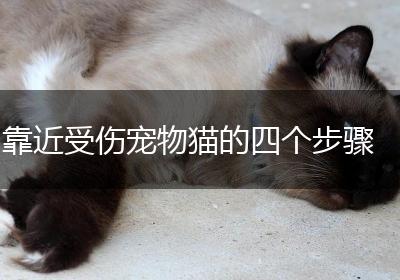 靠近受伤宠物猫的四个步骤