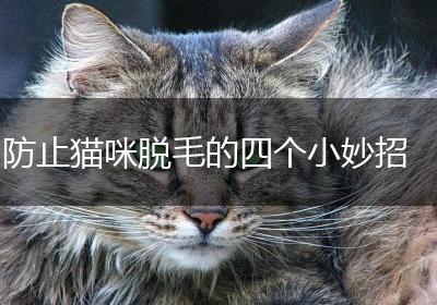防止猫咪脱毛的四个小妙招