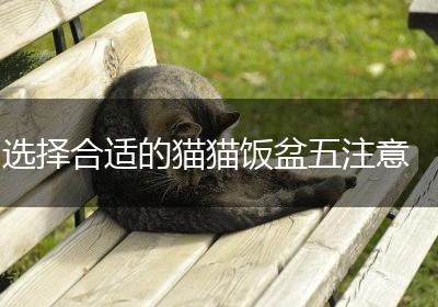 选择合适的猫猫饭盆五注意