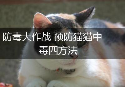 防毒大作战 预防猫猫中毒四方法