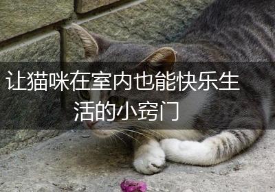 让猫咪在室内也能快乐生活的小窍门