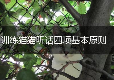 训练猫猫听话四项基本原则