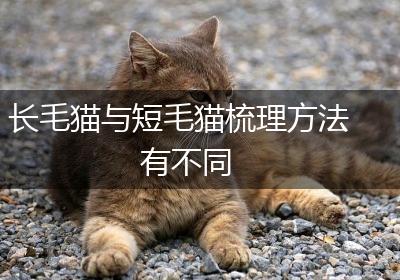 长毛猫与短毛猫梳理方法有不同