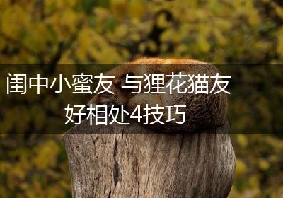 闺中小蜜友 与狸花猫友好相处4技巧