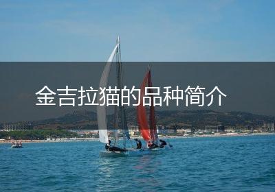 金吉拉猫的品种简介