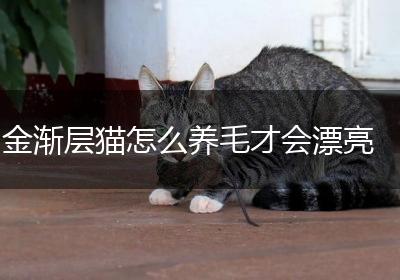 金渐层猫怎么养毛才会漂亮
