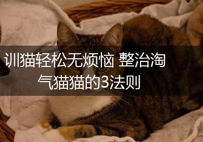 训猫轻松无烦恼 整治淘气猫猫的3法则