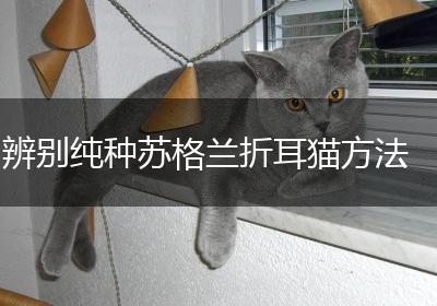 辨别纯种苏格兰折耳猫方法
