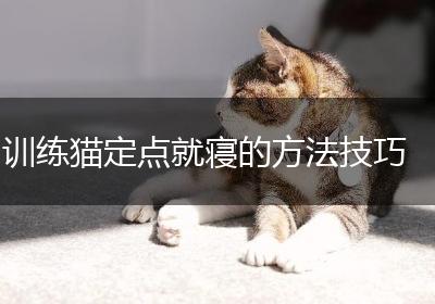 训练猫定点就寝的方法技巧