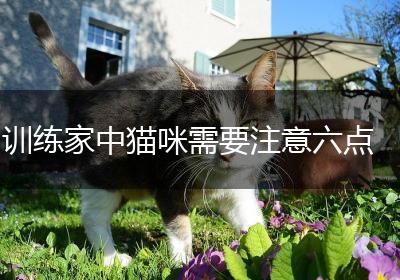 训练家中猫咪需要注意六点